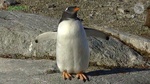 0516tourism_in_antarctica1.jpg