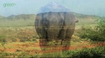 IFAW_elephant01.jpg