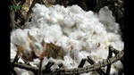 cameroon_cotton03.jpgのサムネール画像