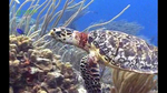 wwf_coral_triangle_turtle03.jpg