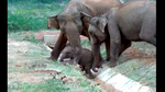 whitley_awards_asian_elephants03.jpg