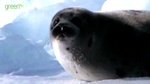 harpseal01.jpg