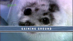 ifaw_gaining_ground01.jpg