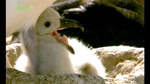 0328_albatross3.jpg