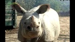 0404_rhino1.jpg