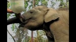 0502_orphan_elephants1.jpg