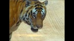 0509_tiger1.jpg