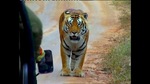 0509_tiger3.jpg