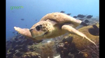 wwf_coral_triangle_turtle02.jpg