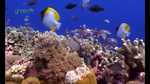 wwf_live_reef_fish04.jpg