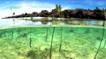 wwf_mangroves001.jpg