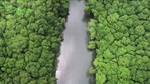 wwf_mangroves003.jpg