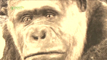 onsight_alfred_the_gorilla03.jpg