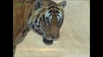 0620tiger_jwcs01.jpg