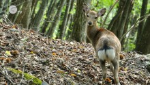 食害 サムネイル