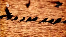 Birds without Borders