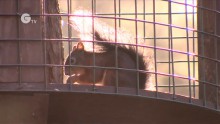 Red Squirrels Beat the Pox