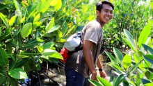 Restoring Mangroves