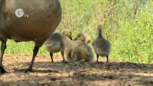 Science Nation - Birds, Climate Change, and Citizen Science