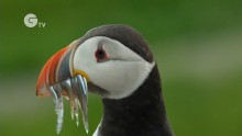 Time for a puffin census