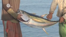 Tuna Fisheries of Mabul pt1