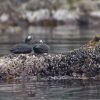 ネイチャーバードツーリズム　いのち輝く海鳥の楽園 天売島